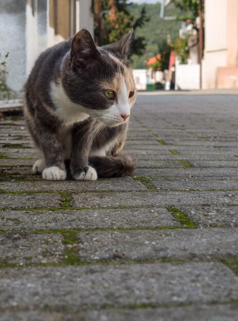 Katze im griechischen Dorf in Griechenland