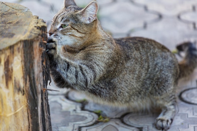 Katze im grünen Gras