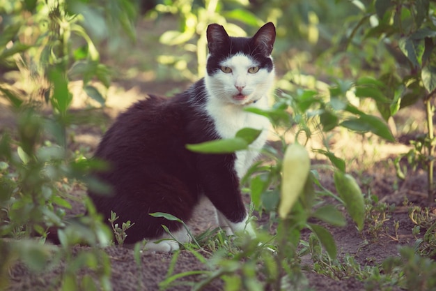 Katze im grünen Gras