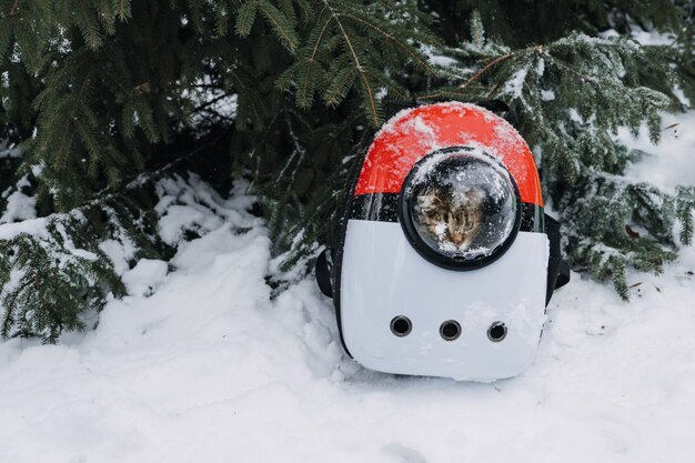 Katze im Haustiertragerucksack im Winterparkwald Blasenrucksacktrage für Katzen von der Fluggesellschaft zugelassen