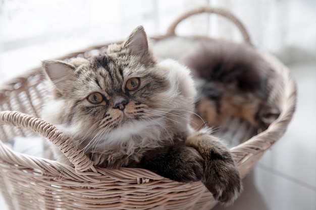 Katze im Korb Perserkatze Kätzchen süß sitzend im Korb zu Hause Nahaufnahme Kopierraum