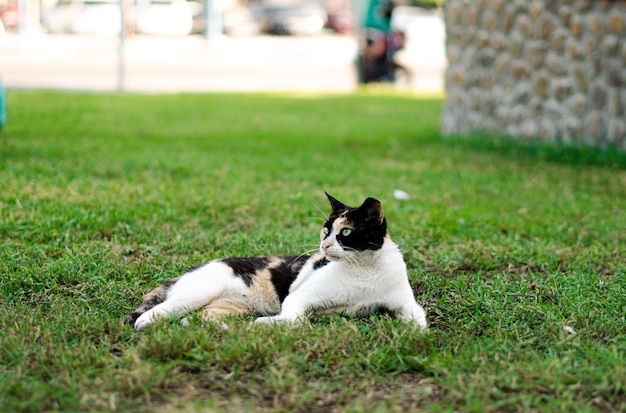 Katze im Park