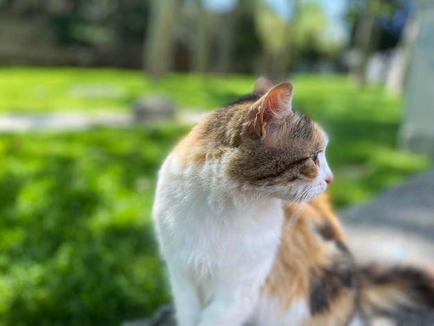 Katze im Park