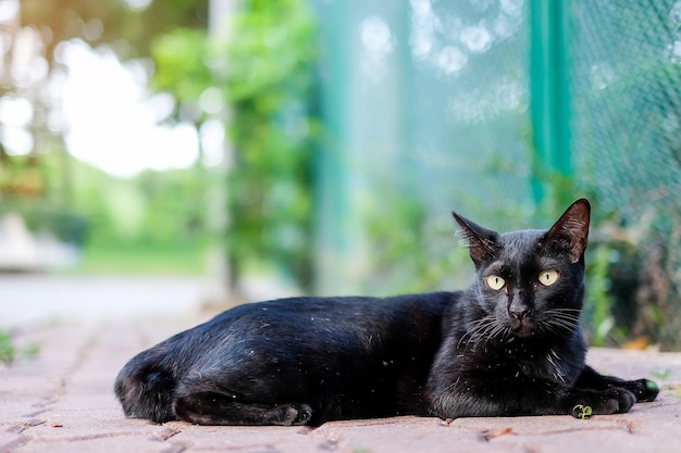 Katze im Park