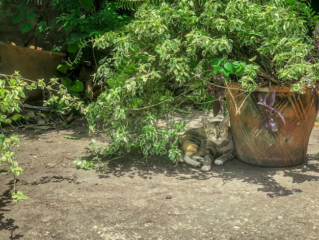 Katze im Schatten, wachsam und wach den Fotografen auf, der sie fotografiert hat.