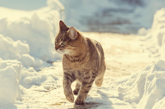 Katze im Schnee in der Wintersaison