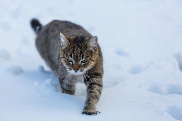 Katze im Schnee in der Wintersaison