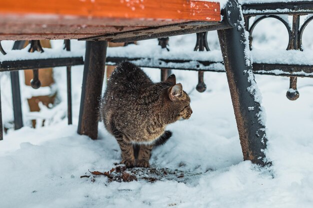 Katze im Schnee unter der Bank