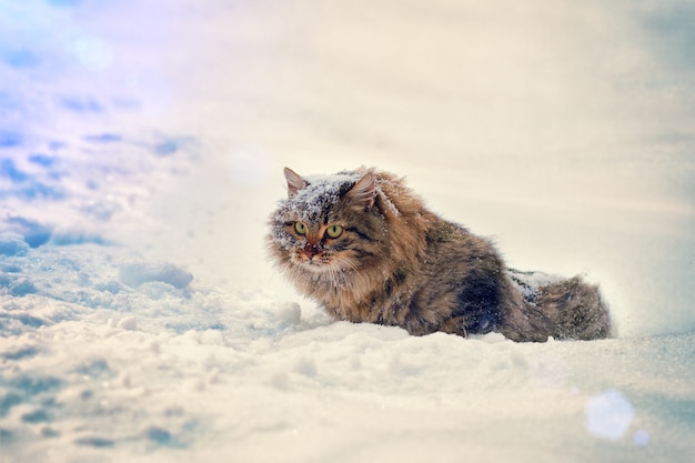 Katze im Schnee