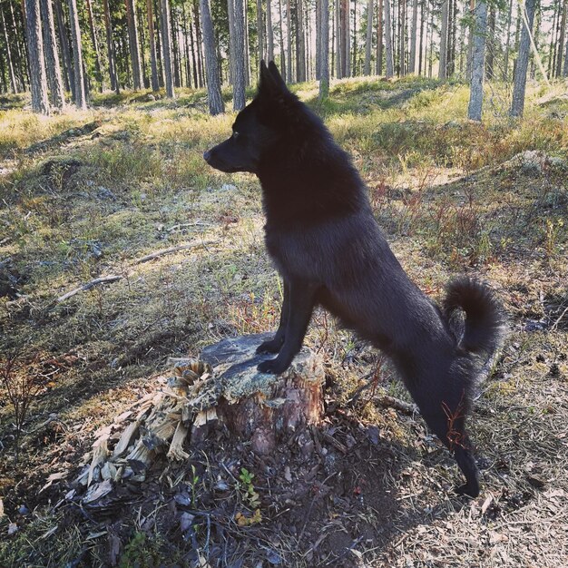 Foto katze im wald