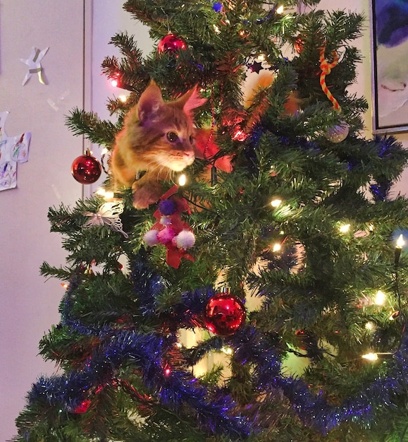 Katze im Weihnachtsbaum