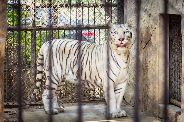 Foto katze im zoo