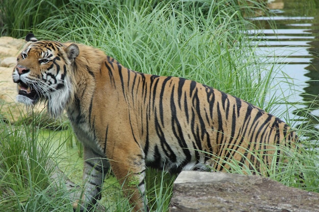 Katze im Zoo