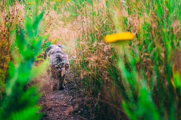 Katze in den Blumen auf dem grünen Gras