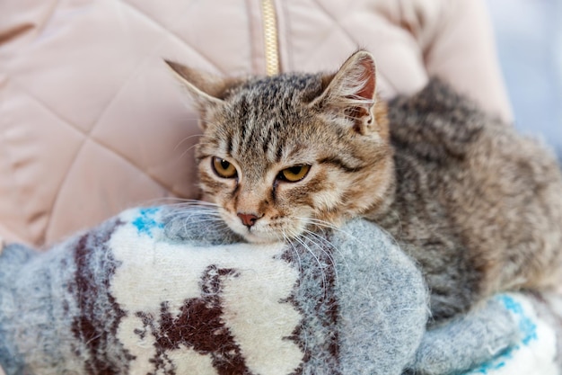 Foto katze in eine decke gehüllt