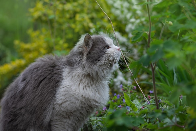 Katze in einem bunten Frühlingsgarten an einem schönen Frühlingstag Kätzchen sitzt in Blumen Katze sitzt im Garten des grünen Rasens Katze sitzt im Garten