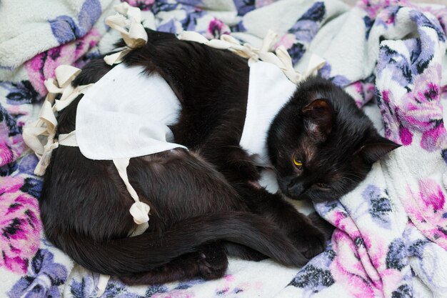 Katze in einer postoperativen Decke nach Sterilisationsoperation