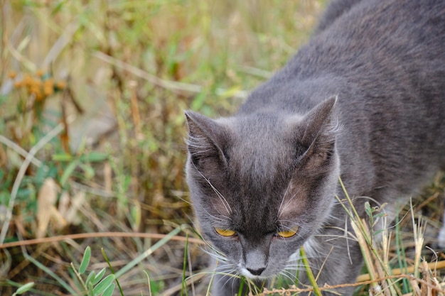 Katze in grauer und weißer Farbe geht Gras in der Naturkatzenjagd