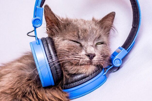 Katze in Kopfhörern. Musik hören zur Entspannung. Freude am Musikhören