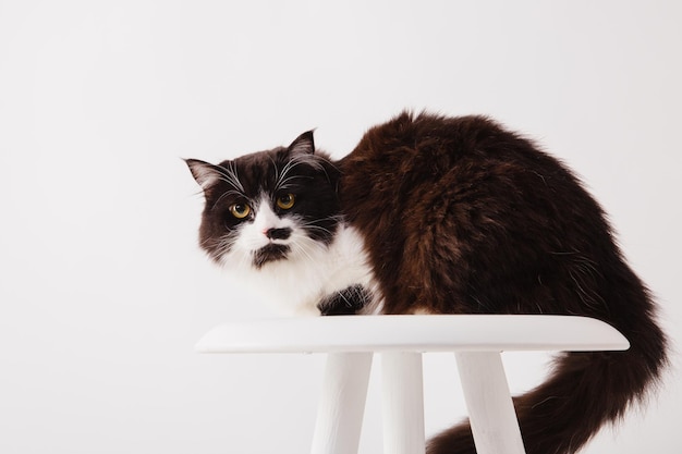 Katze isoliert auf weißem Hintergrund