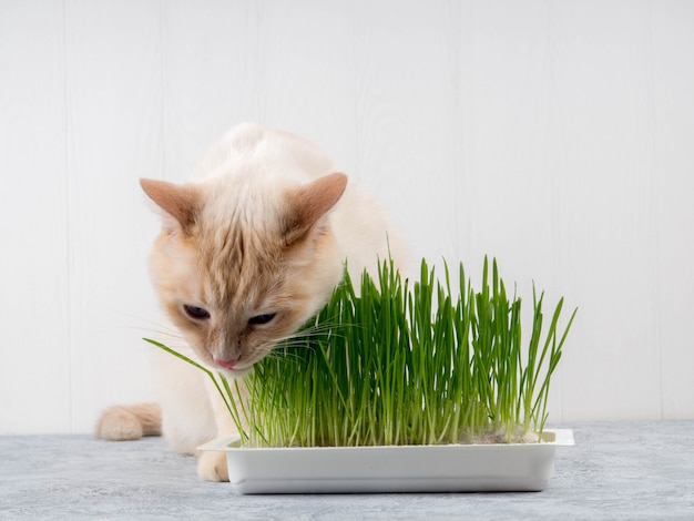 Katze isst frisches grünes gras. katzengras, haustiergras. natürliche haarballbehandlung, weiße, rote haustierkatze, die emotional frisches gras, grünen hafer, kopienraum, das konzept der gesundheit von haustieren isst