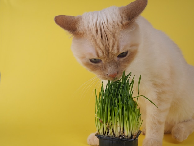 Katze isst frisches grünes Gras.