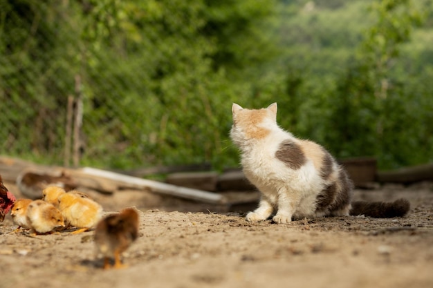 Katze jagt auf kleinem Huhn im Hof