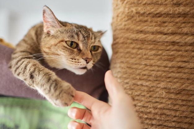 Katze kratzt einen Kratzbaum und sieht aufgeregt aus