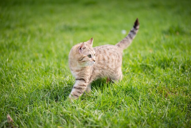 Katze läuft auf dem Feld