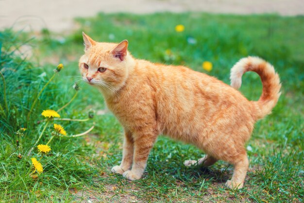 Katze läuft im Freien auf einem Gras