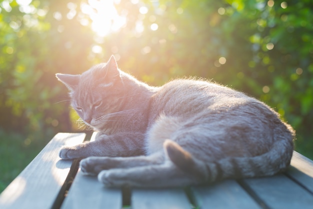 Katze liegend auf der Bank