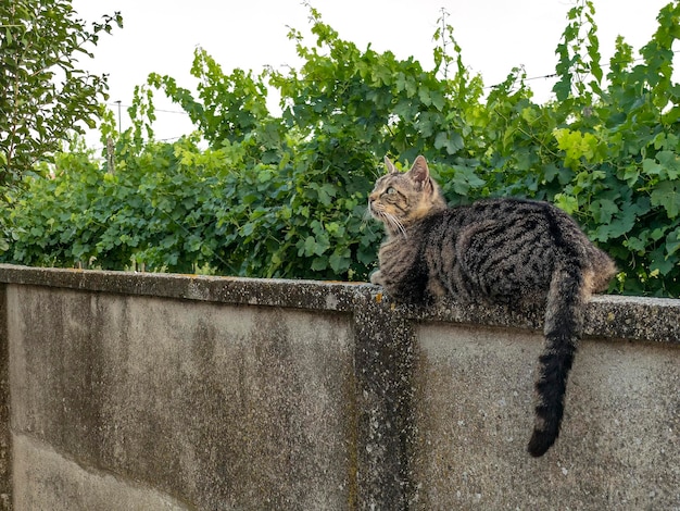 Katze liegt an der Wand