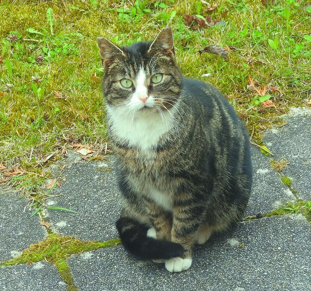 Katze liegt auf dem Bett