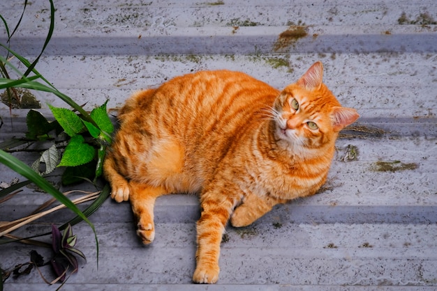 Katze liegt auf dem Boden. Ingwerkatze schön