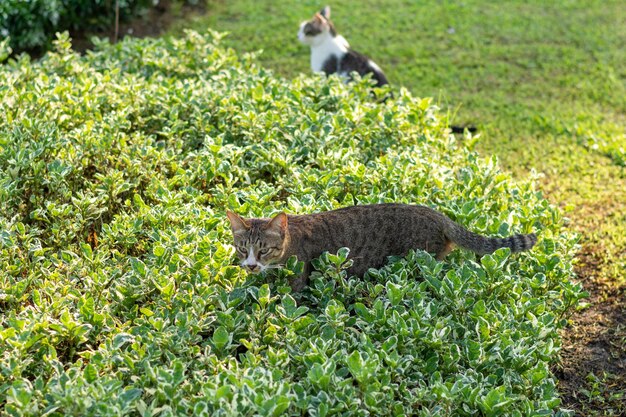 Foto katze liegt auf dem gras