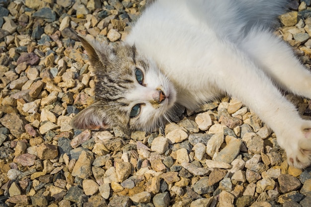 Katze liegt auf dem Kies