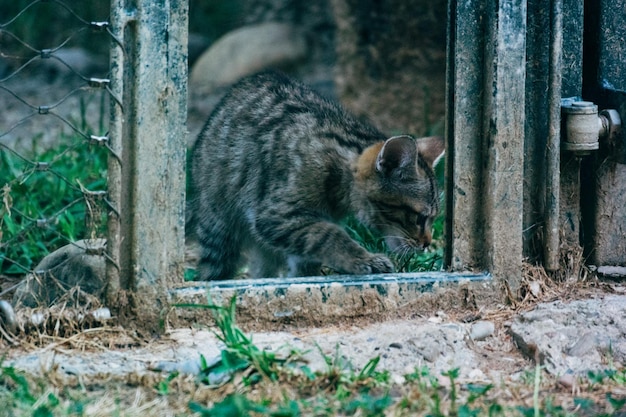 Katze liegt auf dem Land