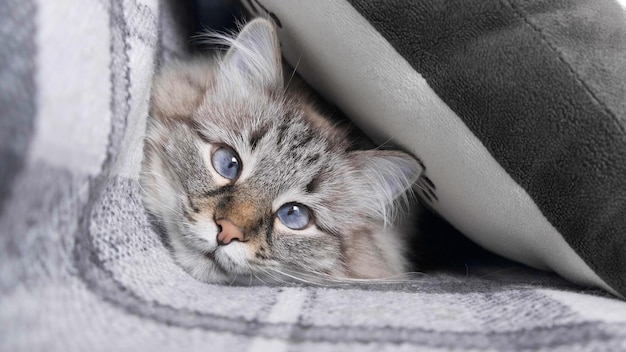 Katze liegt auf dem Sofa in der Nähe Porträt einer schönen Katze, die auf dem Sofa ruht