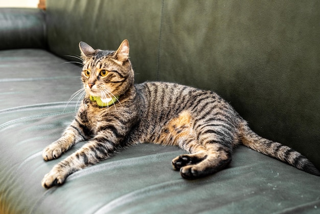 Katze liegt auf der Couch