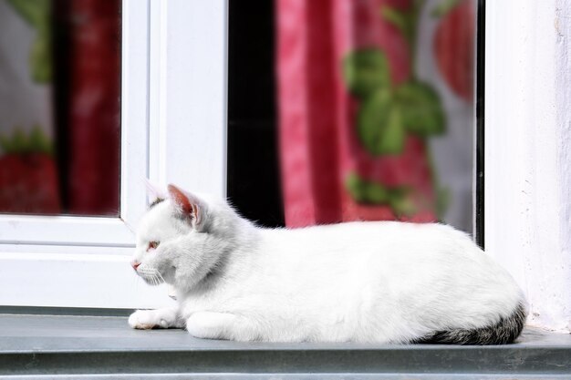 Katze liegt auf der Fensterbank im Freien