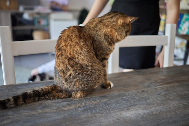 Katze liegt auf einem Holztisch und schaut auf die Kamera