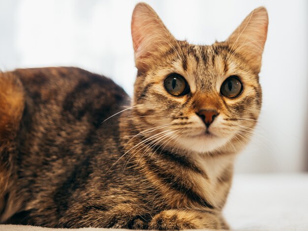 Katze liegt auf einem weißen Bett mit einem grauen Plaid.