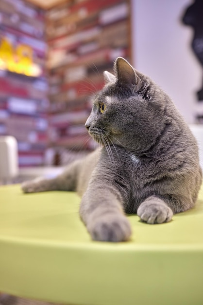 Katze liegt auf Holztisch und blickt in die Kamera