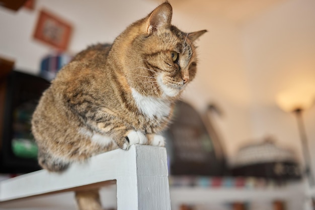 Katze liegt auf Holztisch und blickt in die Kamera