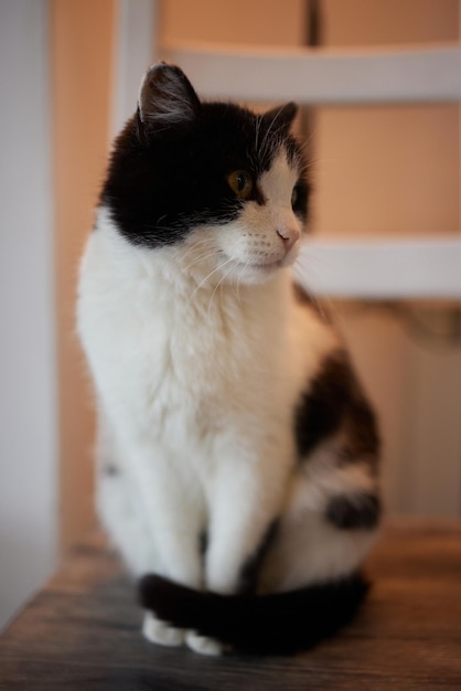 Katze liegt auf Holztisch und blickt in die Kamera