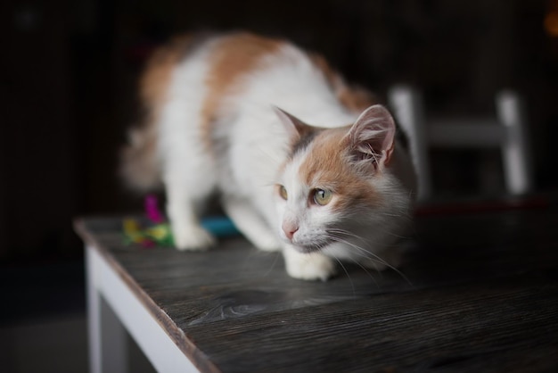 Katze liegt auf Holztisch und blickt in die Kamera