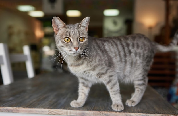 Katze liegt auf Holztisch und blickt in die Kamera