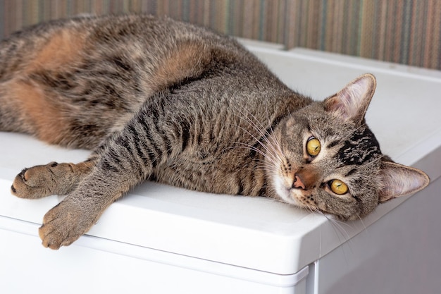 Katze liegt auf Kühlschrank