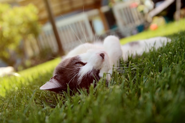 Katze liegt draußen im Garten im Hinterhof auf dem Gras. Katze blickt ruhend in die Kamera
