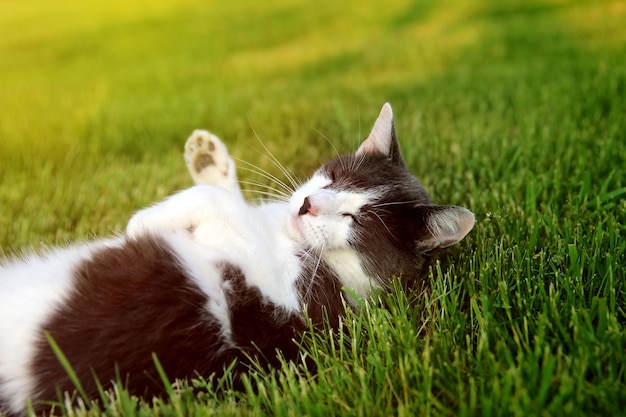 Katze liegt draußen im Garten im Hinterhof auf dem Gras. Katze blickt ruhend in die Kamera